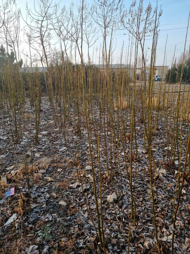 Hoz nahaly - Kerki - img 1