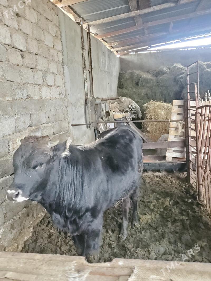 Şwes Öküz - Бузмеин - img 1