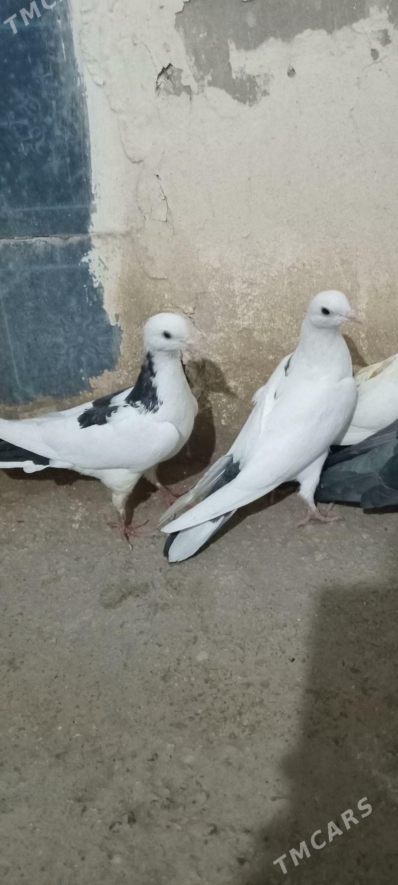 kepderi - Гызыларбат - img 1