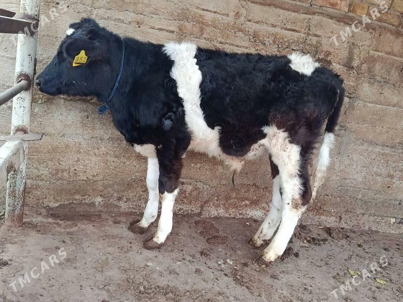 okuz - Ашхабад - img 1