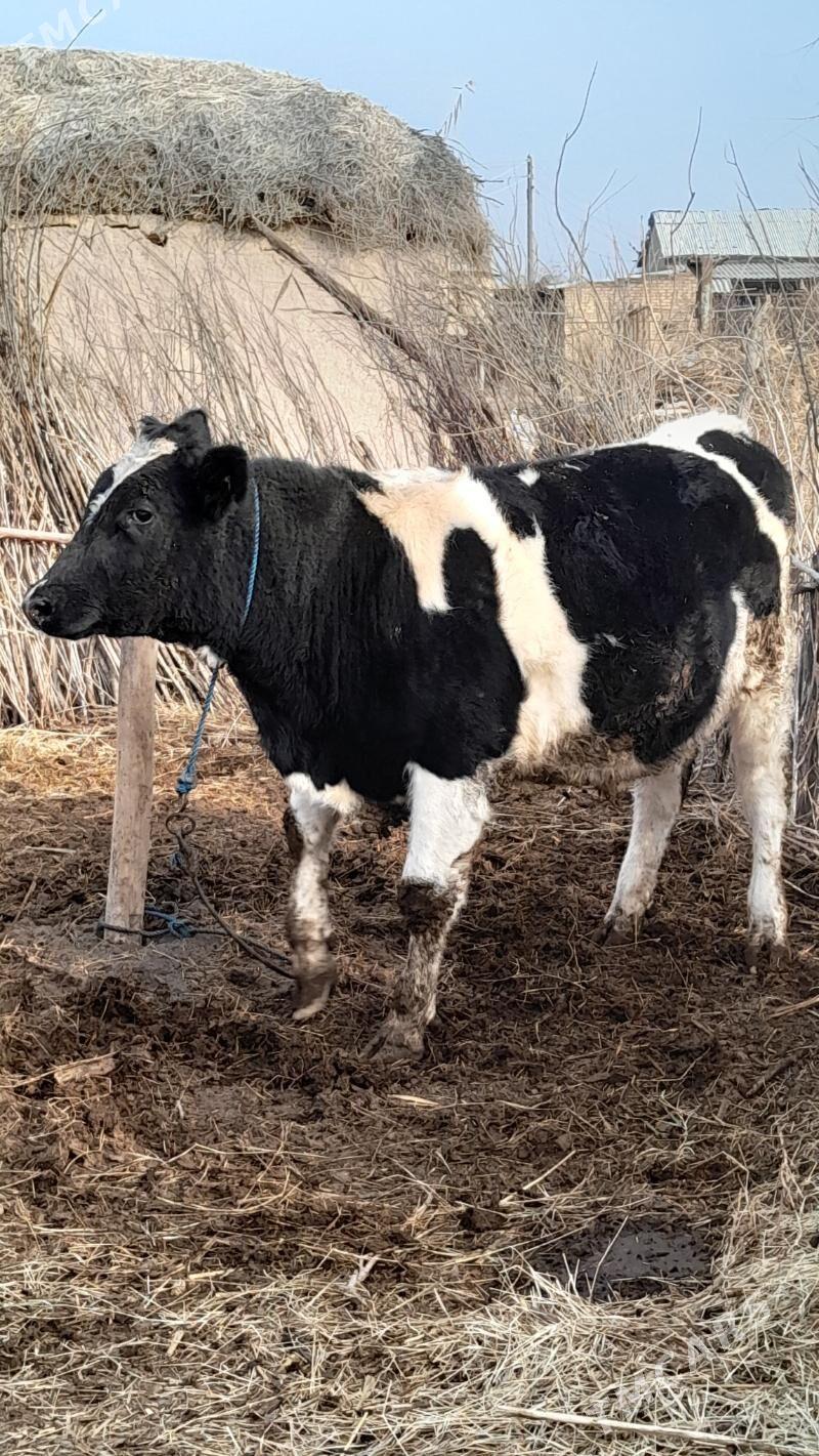 okuz corny pyostr - Garabekewül - img 1