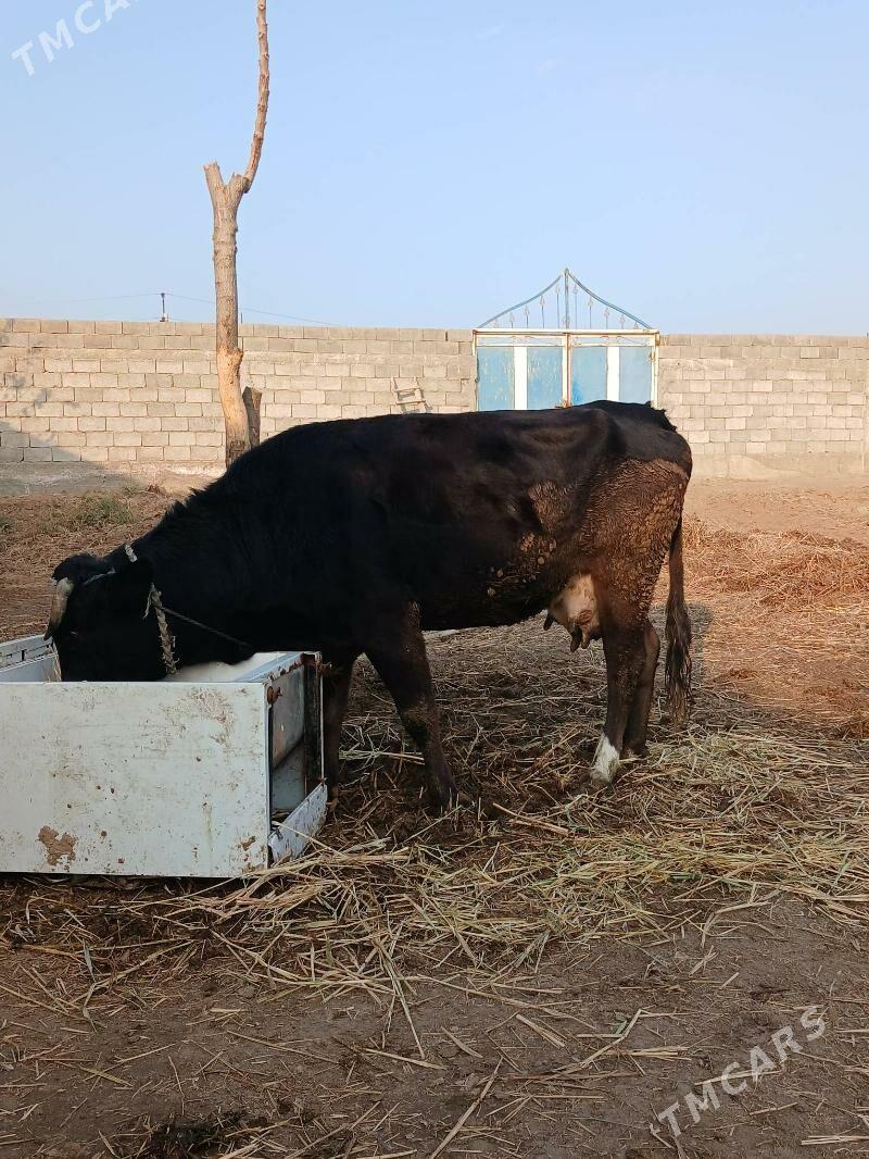 Gibirit sygyr - Gökdepe - img 1