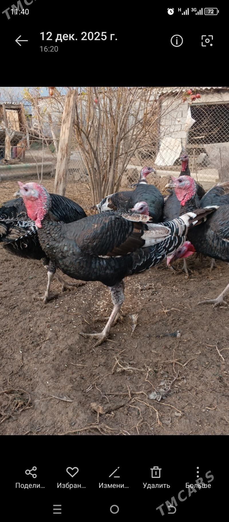 ynduk - Бузмеин - img 1