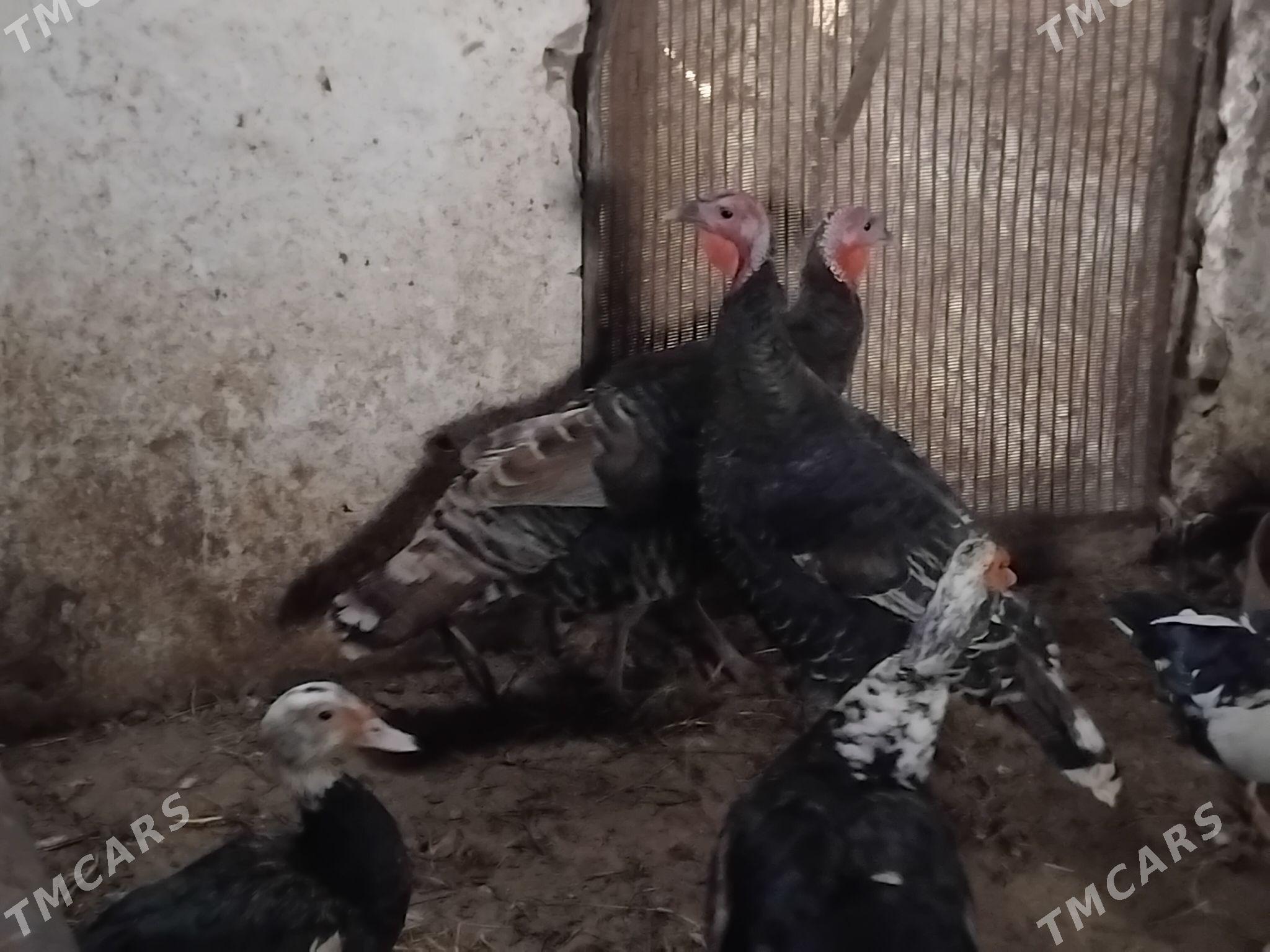 induk - Гёкдепе - img 1