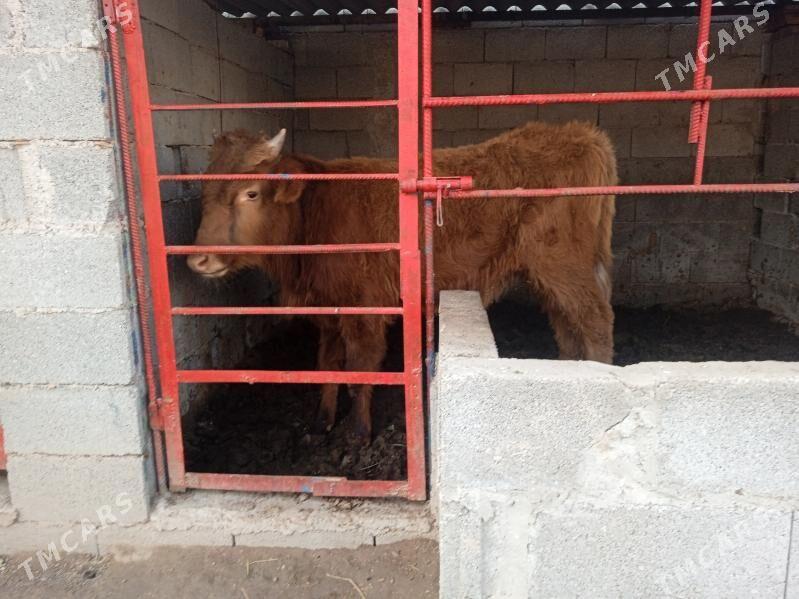 öküz - Ашхабад - img 1