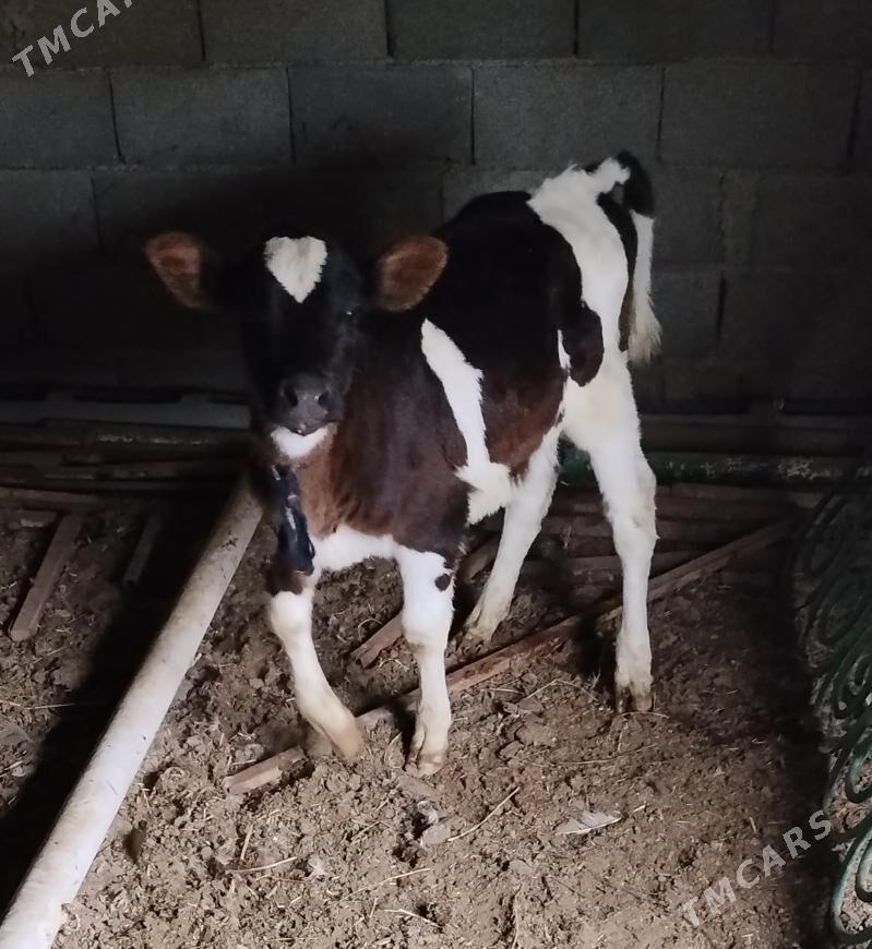 GIBRIT GOLELI SYGYR - Bäherden - img 1