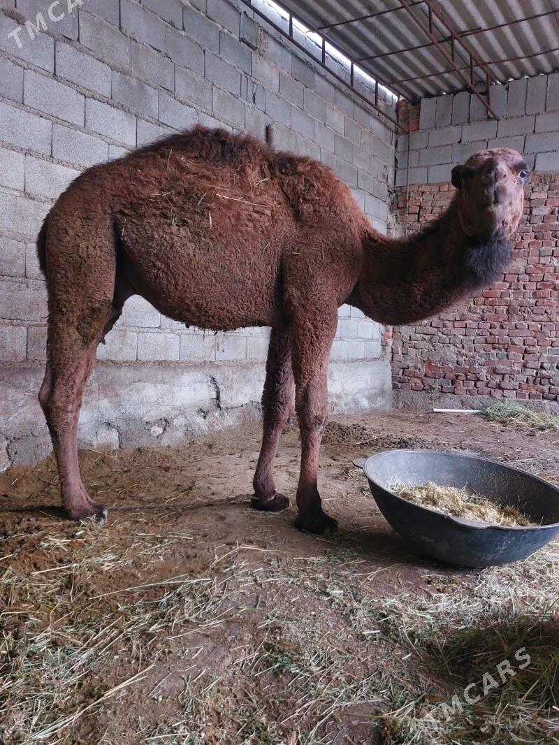 duye - Бахарден - img 1