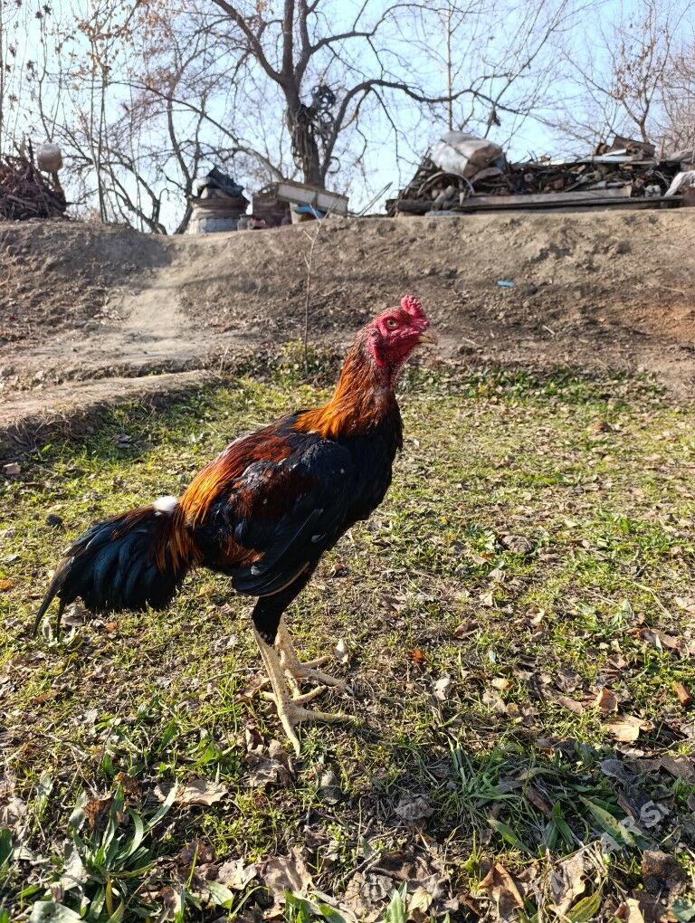 Baysy Jüje - Sakarçäge - img 1