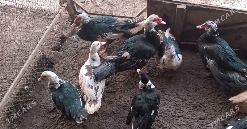 indoutga - Baýramaly - img 1