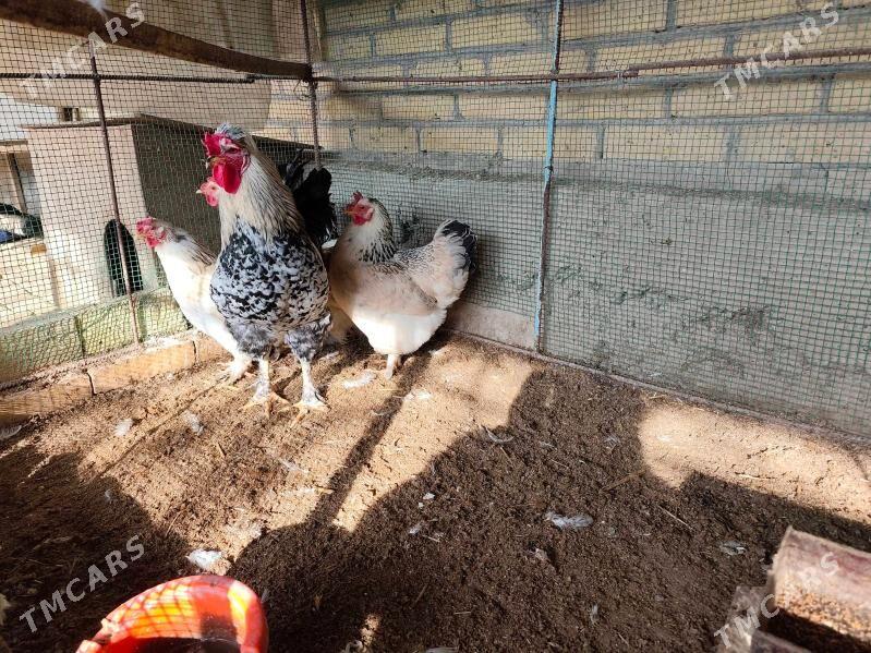 Brama - Фарап - img 1