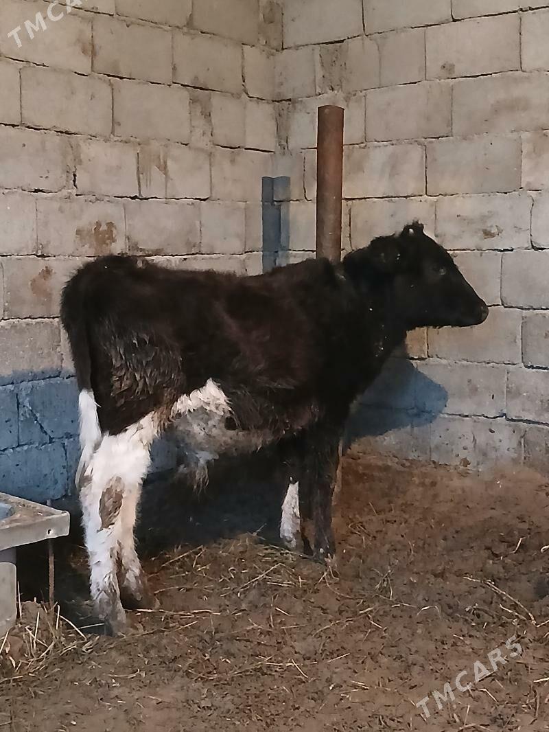 öküz - Gökdepe - img 1