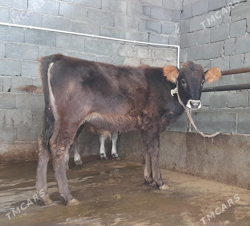 öküz - Бузмеин - img 1