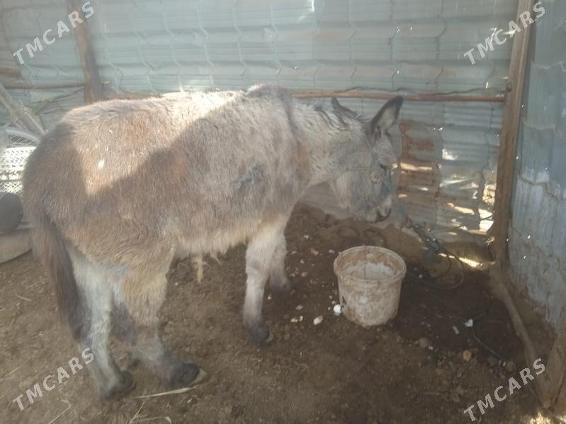 Satlyk eşek - Çärjew - img 1