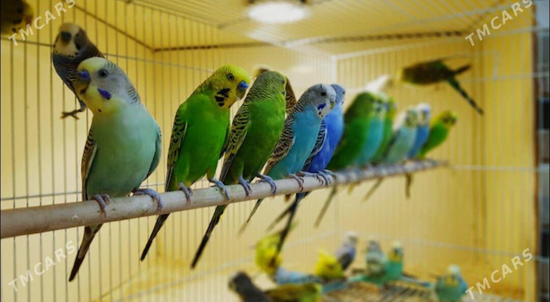 popugay guslar kletkalar - Ашхабад - img 1