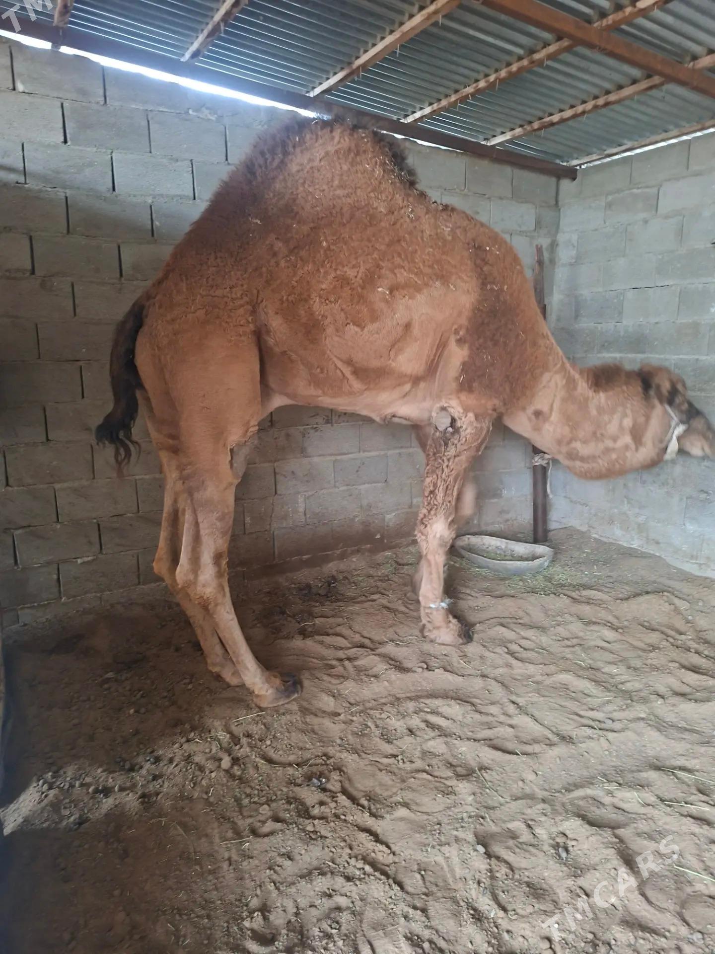 Howur erkek - Джебел - img 1