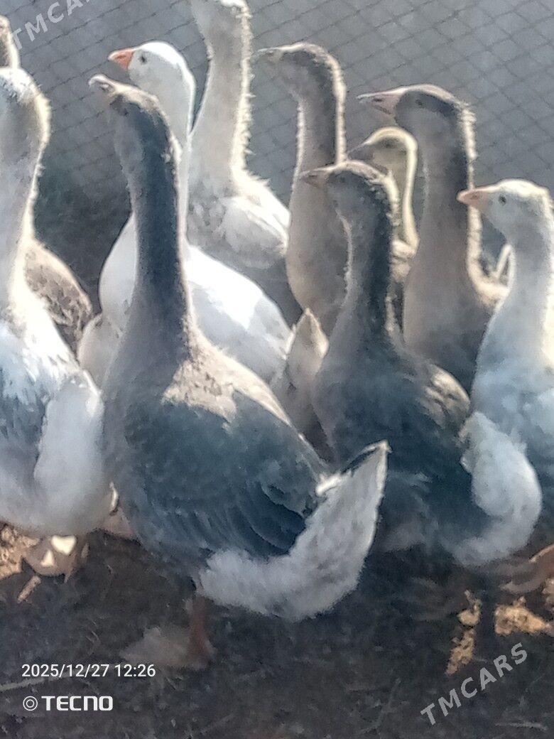 ördek gus martin jüýje - Каракумский этрап - img 1