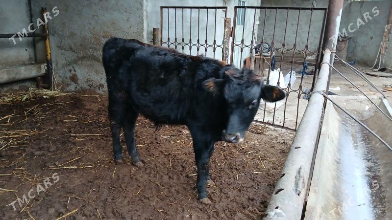 okuz - Ашхабад - img 1