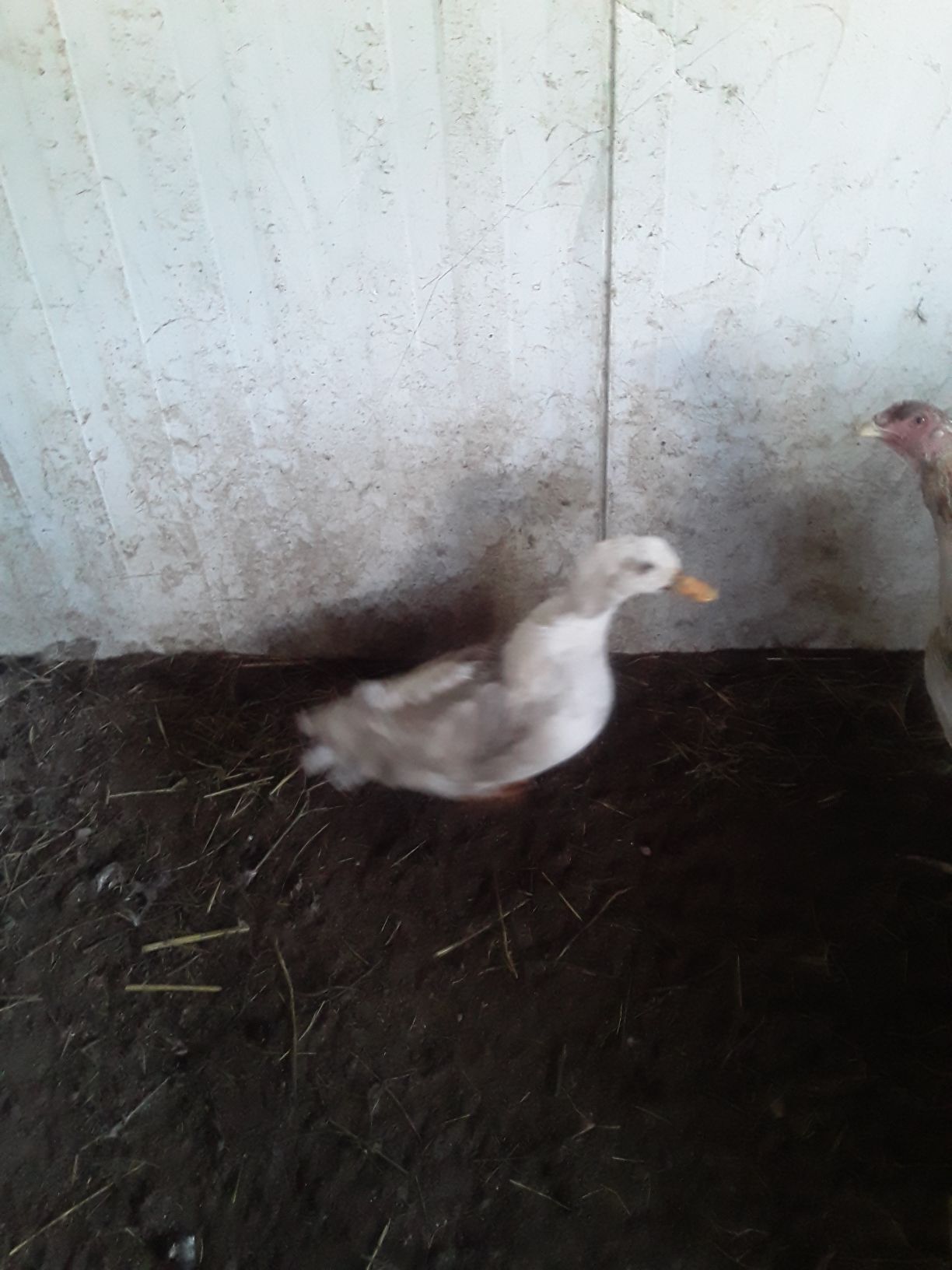 Ördek erkek - Туркменабат - img 1