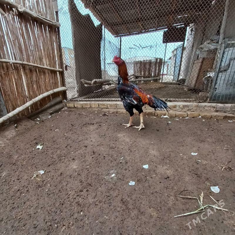 WETERAN - Дашогуз - img 1