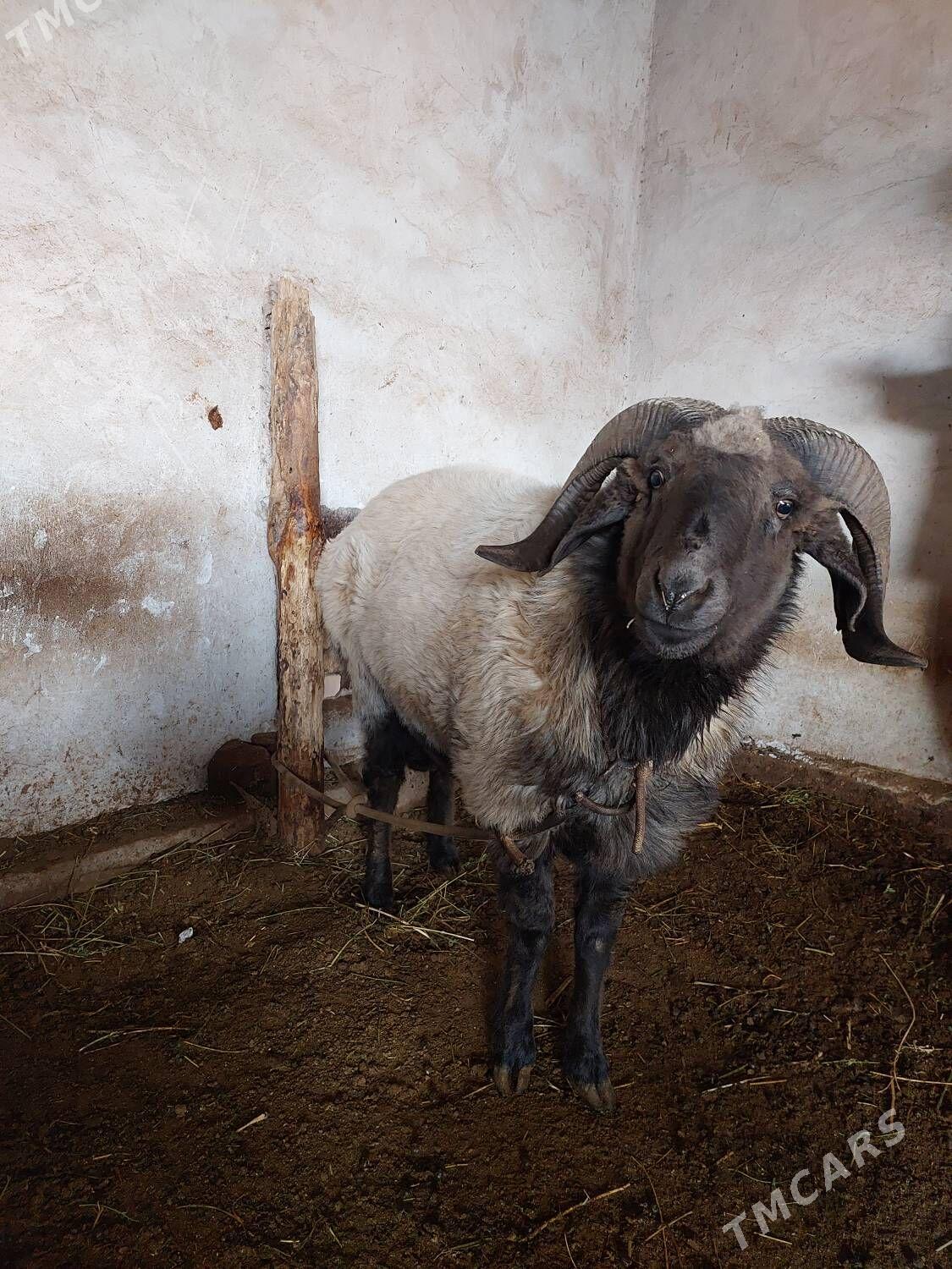 Goç - Дянев - img 1