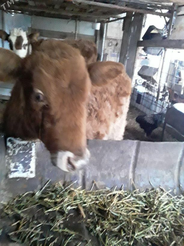 unajynlar - Туркменабат - img 1