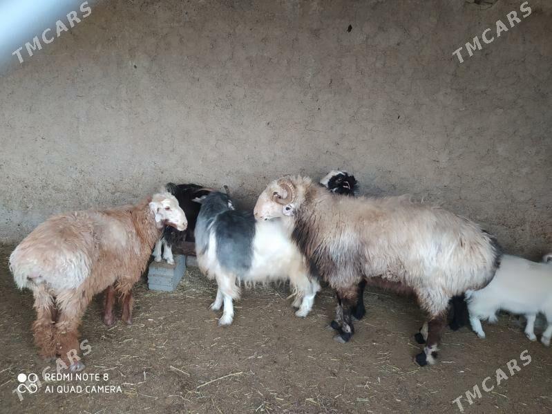 гойун гечи - Gyzylarbat - img 1