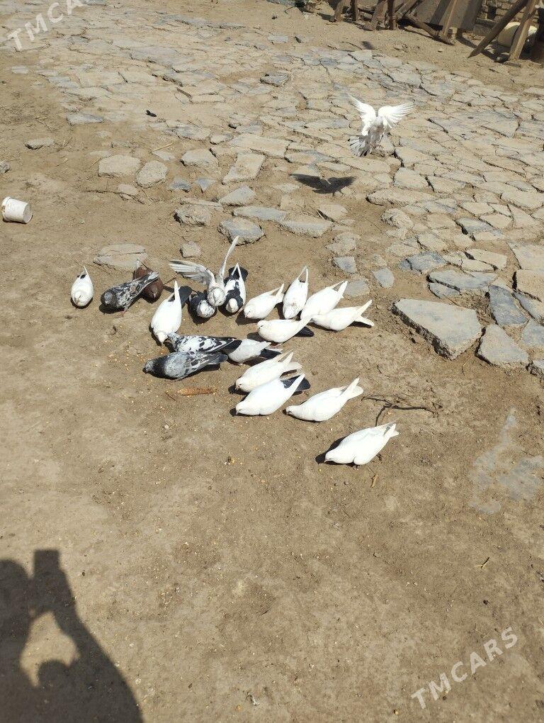 kepderi - Туркменгала - img 1