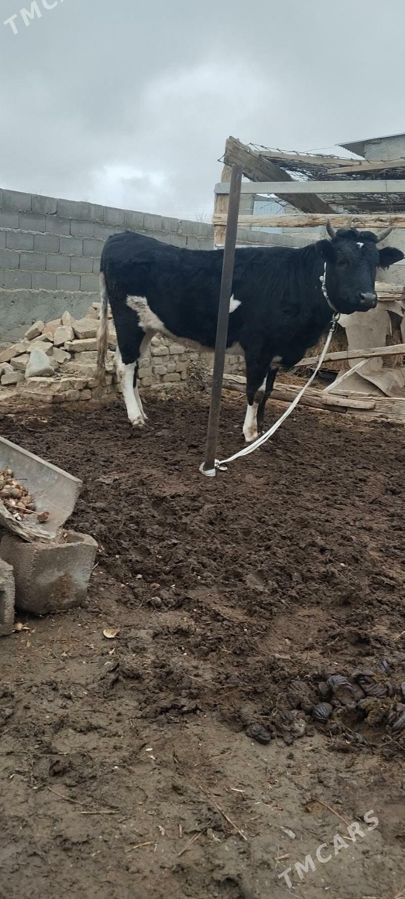 baklgy tuwe - Bäherden - img 1