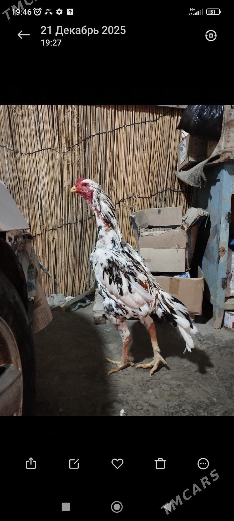 horaz baýes - Mary - img 1