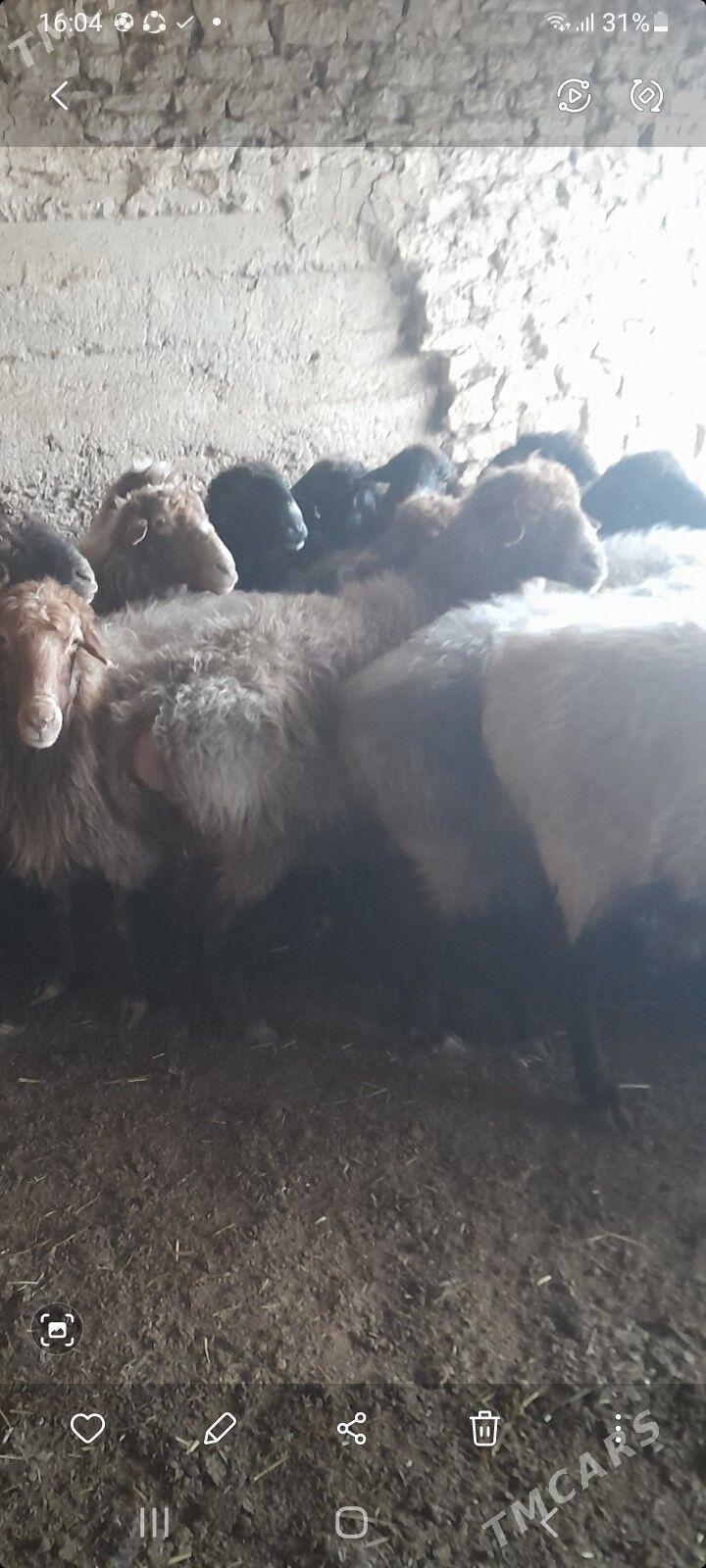 semiz goýunlar - Gyzylarbat - img 1