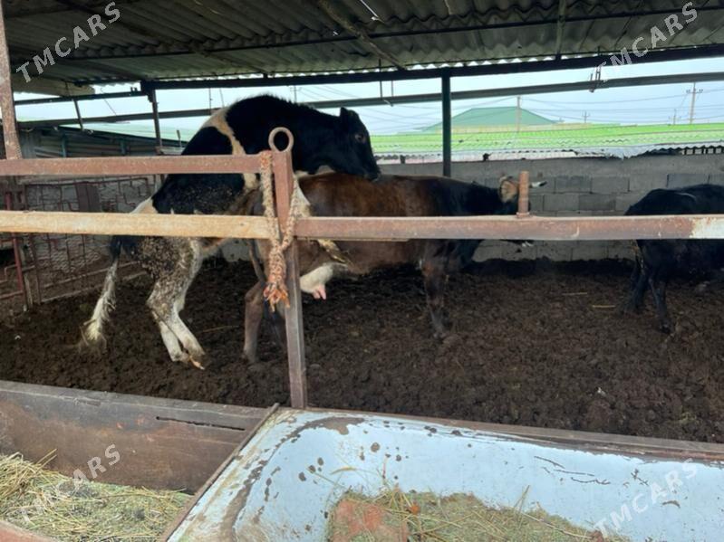 Ala okuz - Aşgabat - img 1