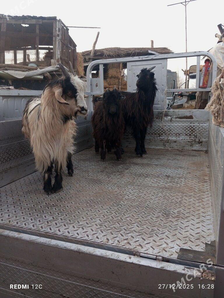 owlaklar - Farap - img 1