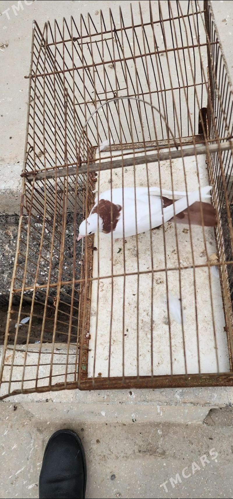 GYZYL SEY SARY SEY - Aşgabat - img 1