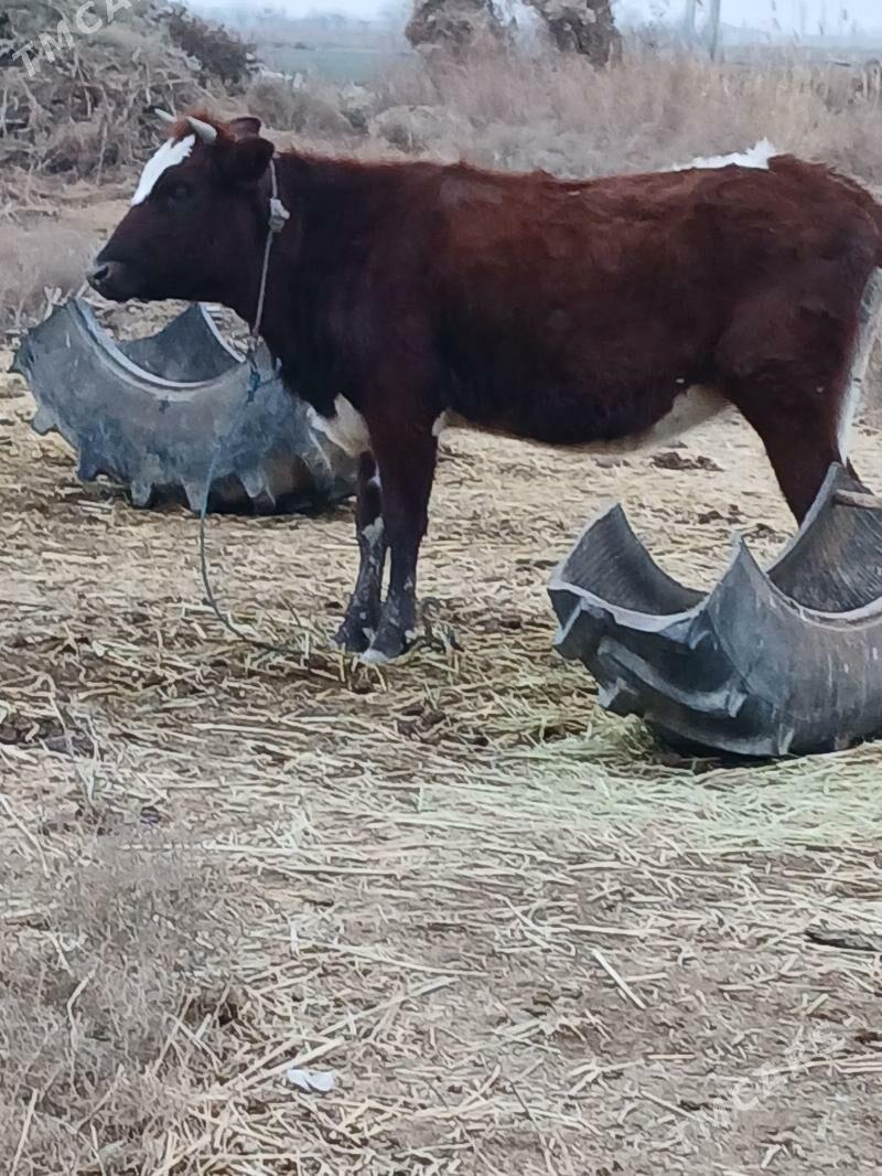 kacar - Шабатский этрап - img 1