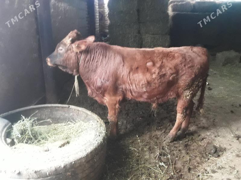 Okuz - Ak bugdaý etraby - img 1