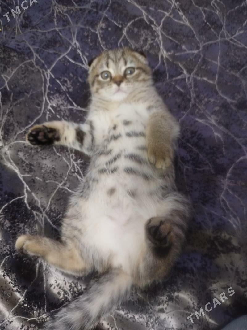 вислоухий котенок - Ашхабад - img 1