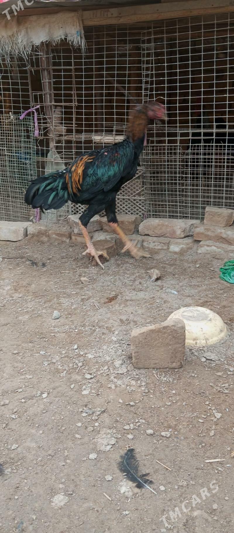 Satlyk baýsy horazlary - Саят - img 1