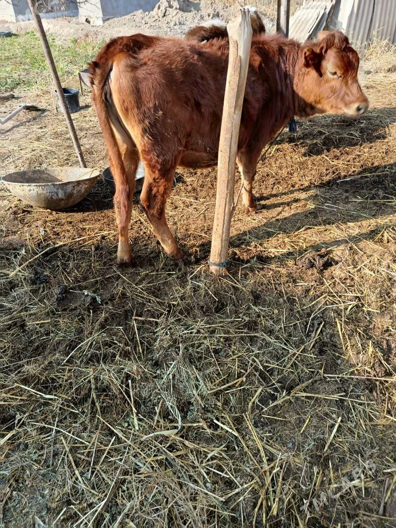 göle - Ýolöten - img 1