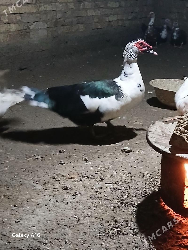 Indawutga - Mary - img 1