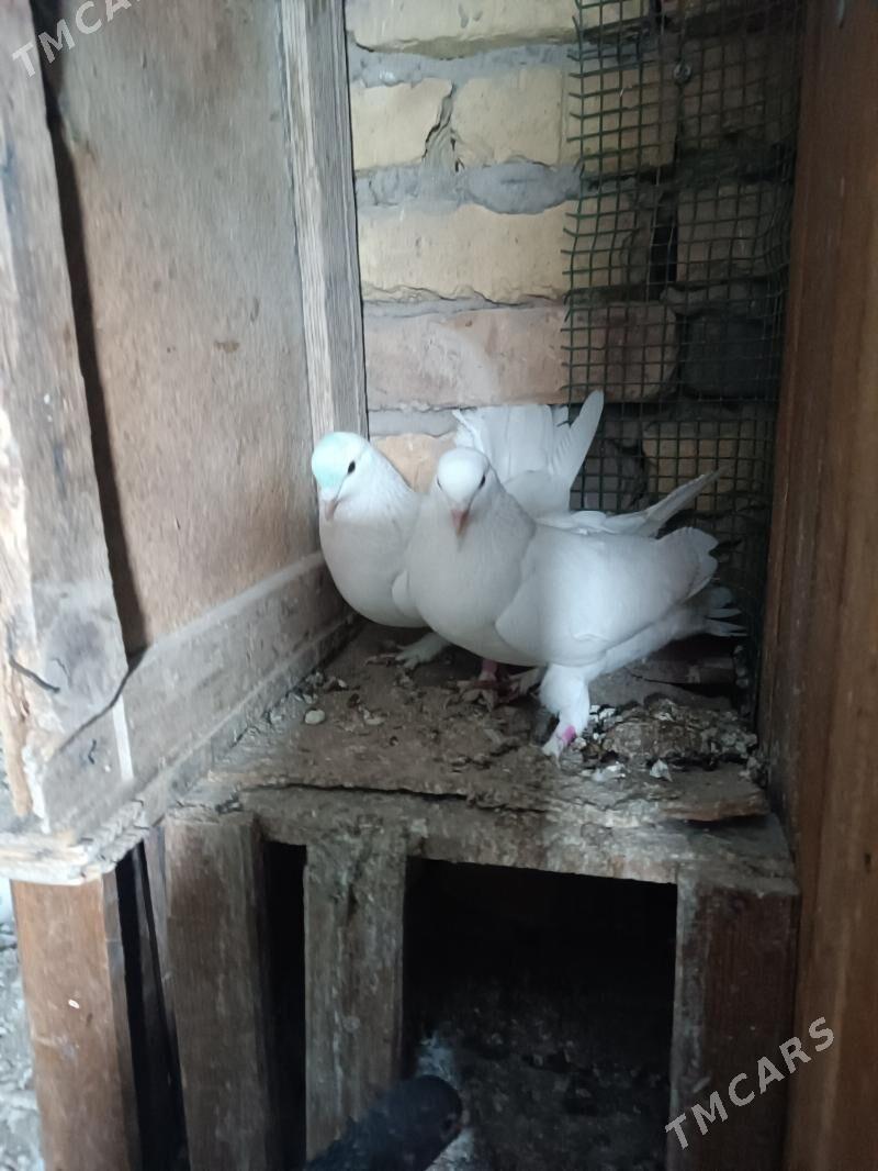 кептер - Чарджоу - img 1