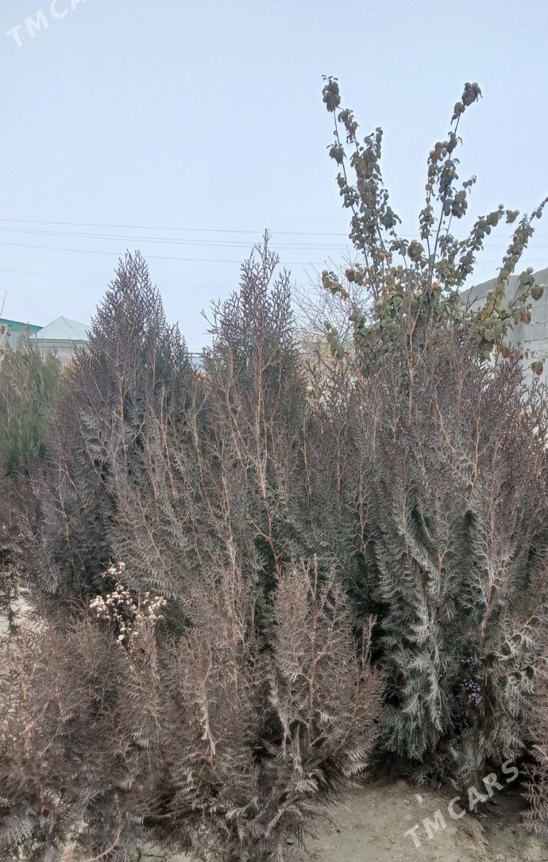 Arça. - Бахарден - img 1