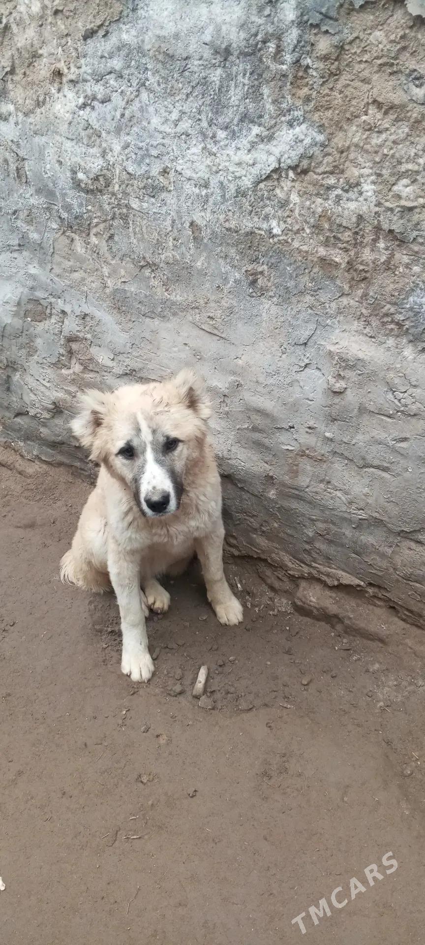 Alabay ganjyk - Daşoguz - img 1