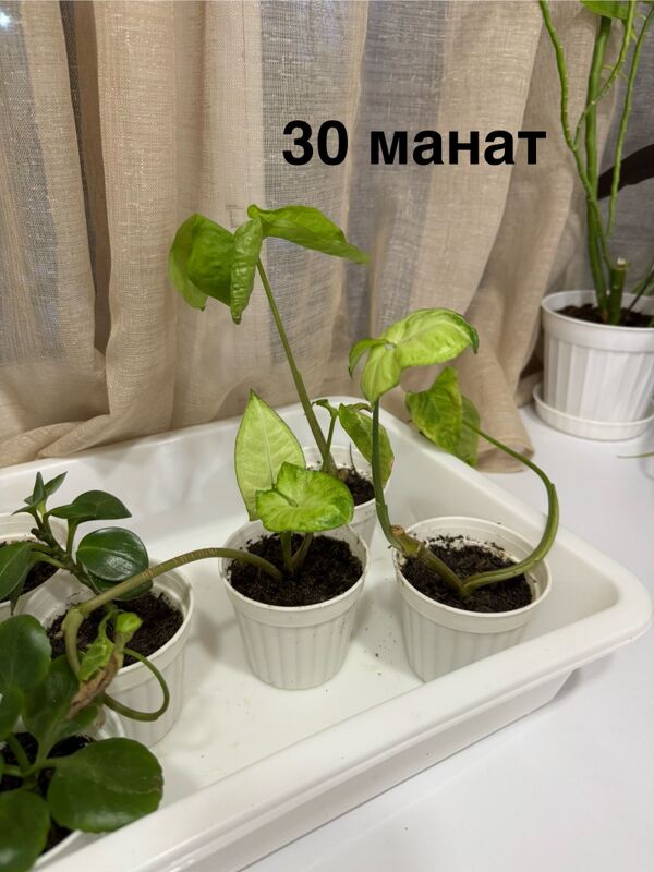 Комнатные растения - 4 mkr - img 1