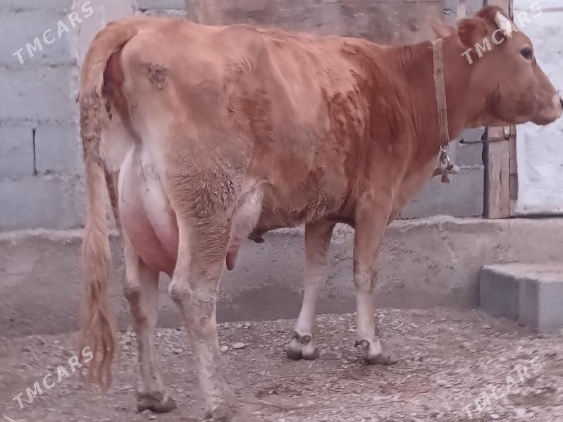 goleli sygyr - Балканабат - img 1