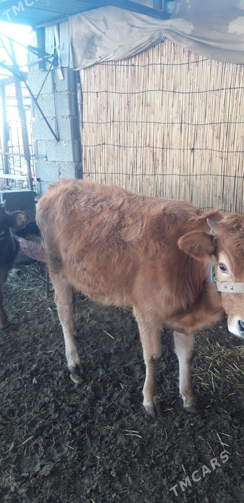 туае бир яшан - Änew - img 1