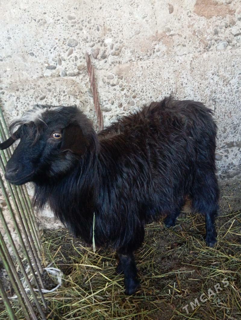 geçi - Gypjak - img 1