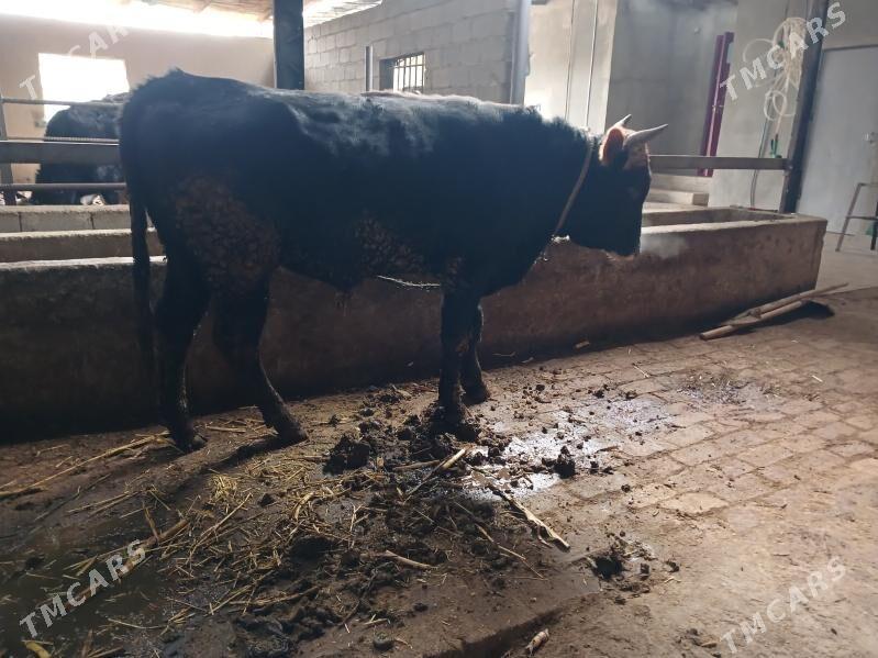 okuz - Яшлык - img 1