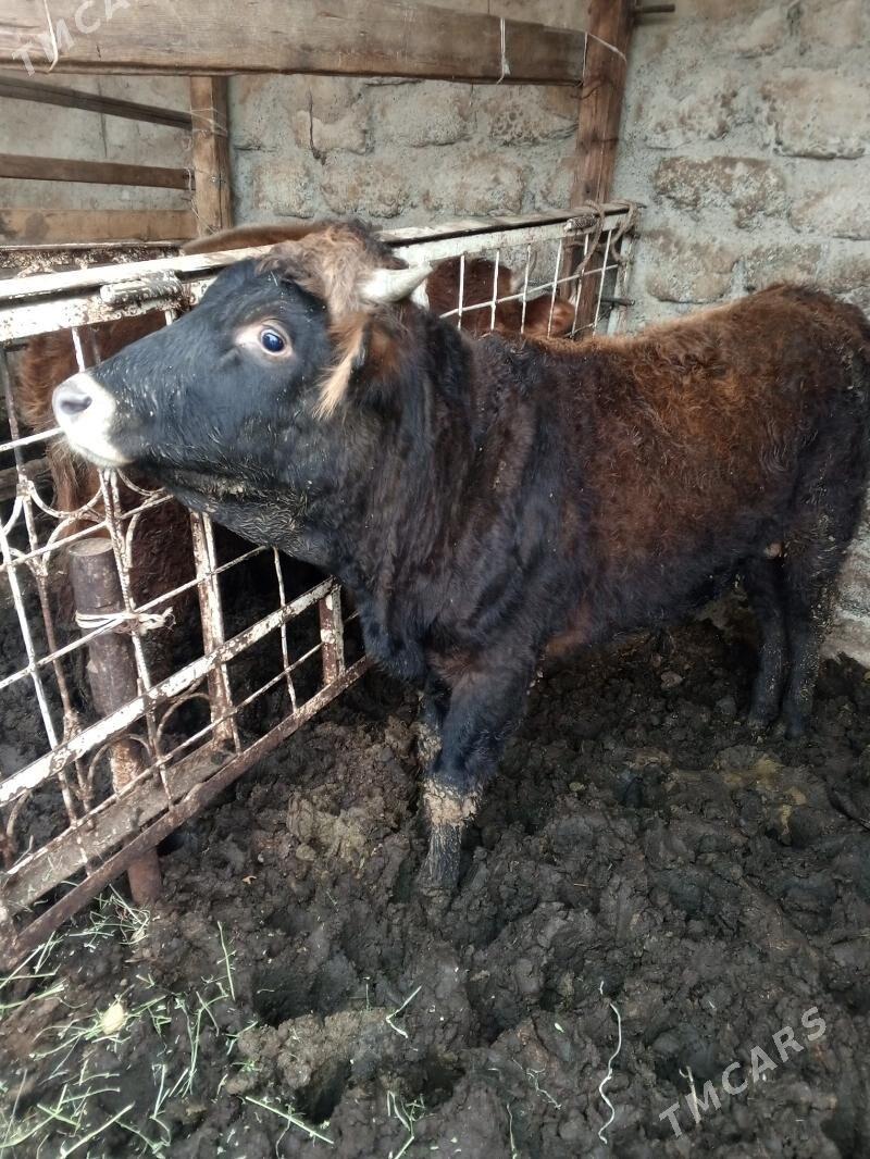 Okuz - Ашхабад - img 1