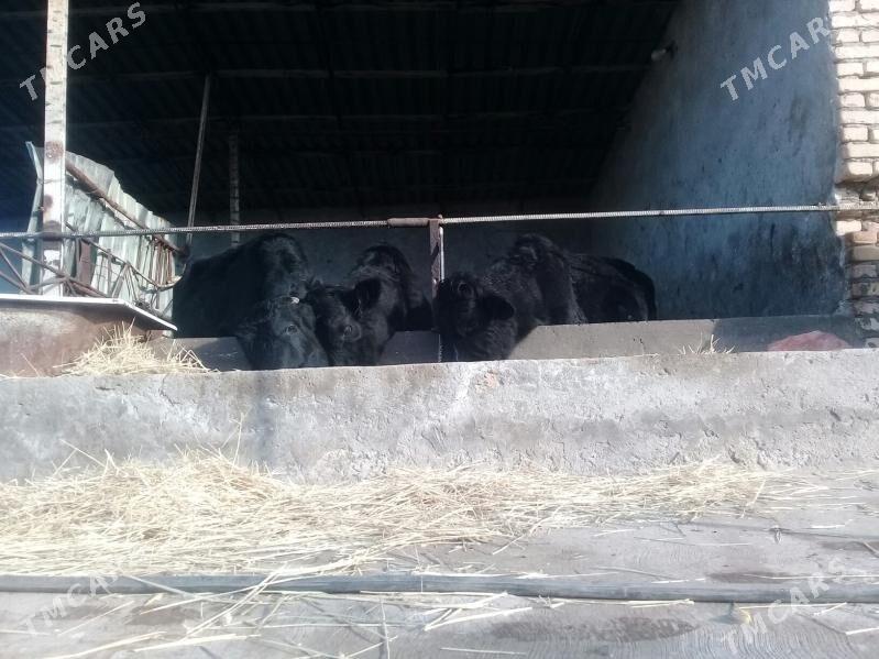 Galşteyn okuzler - Туркменабат - img 1