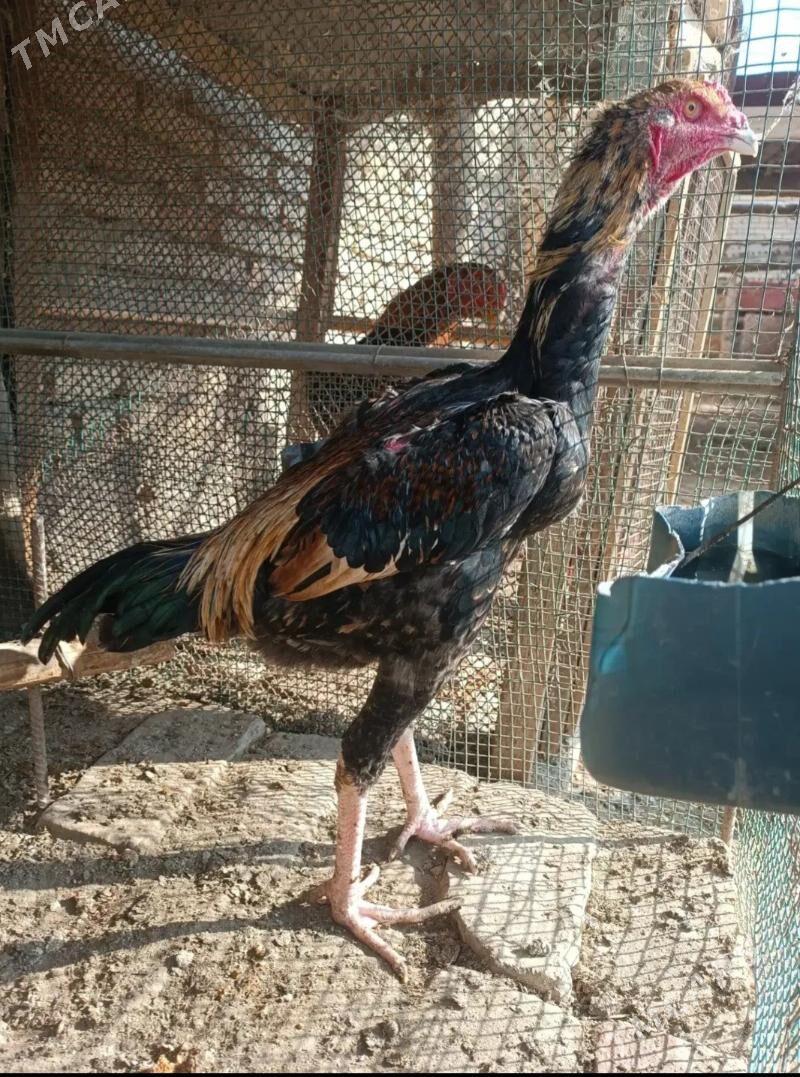 baýsowy horaz - Туркменабат - img 1